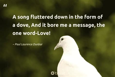 40 Dove Quotes About Our Peaceful Feathered Friends