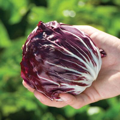 Radicchio Seeds - Organic Varieties | Johnny's Selected Seeds