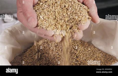 Oats Falling Close Up From The Hands A Modern Beer Factorytoasted