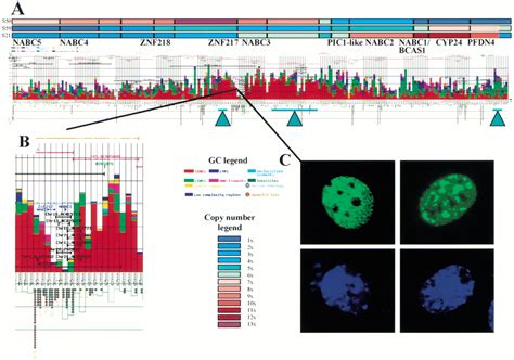 Comprehensive Genome Sequence Analysis Of A Breast Cancer Amplicon