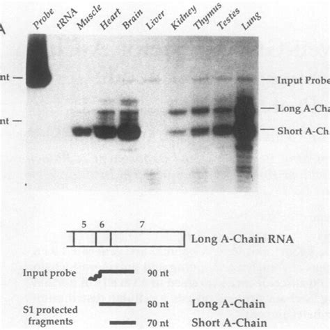 S1 Nuclease Analysis Of The Alternatively Spliced Region Of Pdgf Download Scientific Diagram