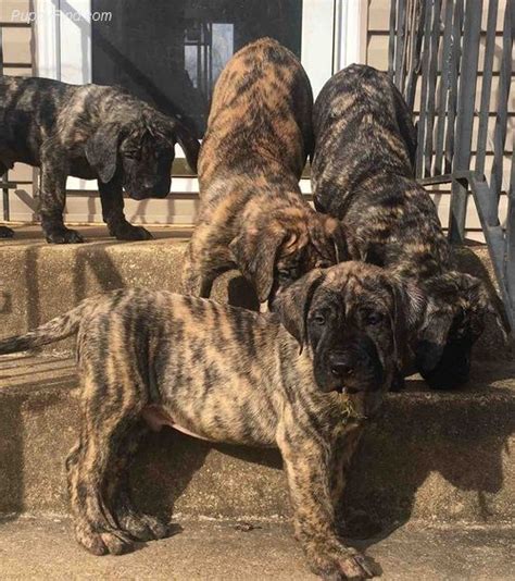 Perro De Presa Canario Puppies For Sale Charles County MD 295067