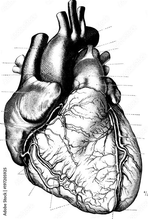 Vintage Heart Vector Illustration from Anatomischer Atlas 1910 Stock ...