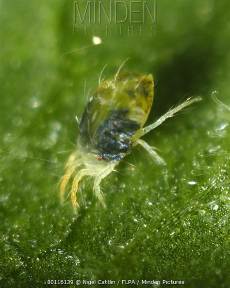 Twospotted Spider Mite Stock Photo Minden Pictures