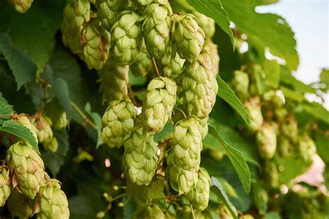 What Are Hops A Beginners Guide Wine Enthusiast