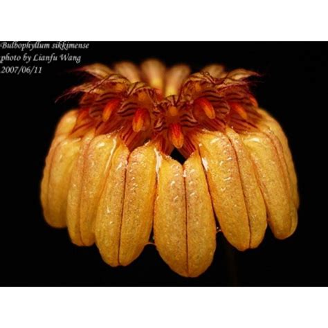 Bulbophyllum Sikkimense Very Rare Bulbophyllum From Sikkim Shopee