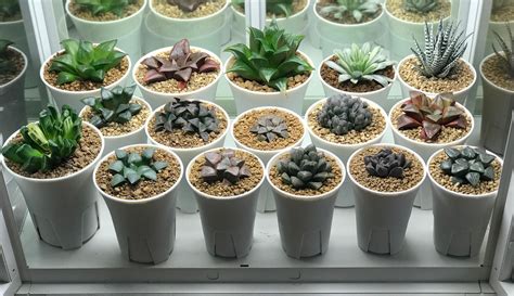 Why Haworthia Flowers Only Once A Year And What You Can Do To