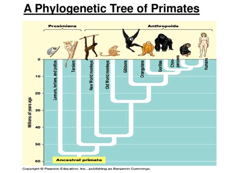 Primate Phylogenetic Tree