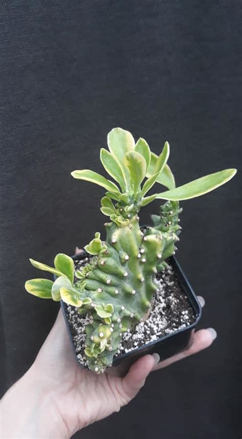 Купити Euphorbia Neriifolia Cristata Variegata Магазин кактусів та