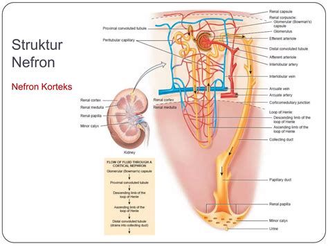 Anatomi Sistem Urinaria PPT