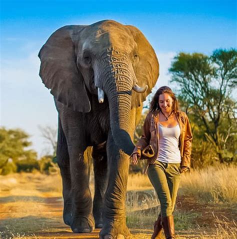 safari style artofit