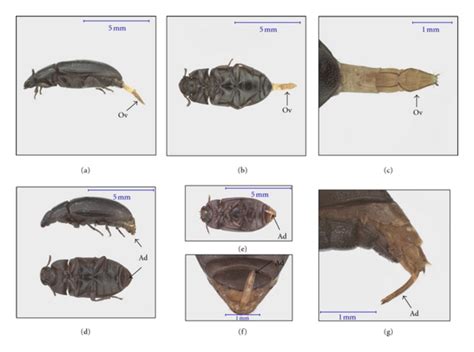 Genitalia Of A Diaperinus Adults Female Ovipositorprotracted Download Scientific Diagram