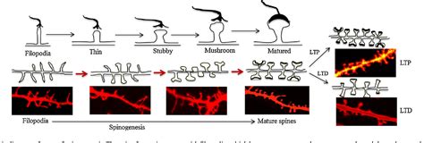 Figure From Molecular Regulation Of Dendritic Spine Dynamics And