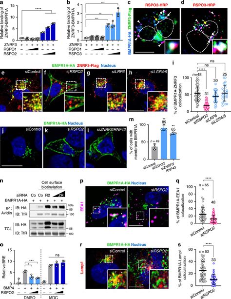 Rspo2 Bridges Bmpr1a And Znrf3 And Triggers Bmp Receptor Clearance From