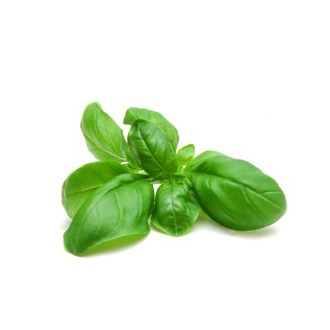 Italian Basil - Ivory Roots