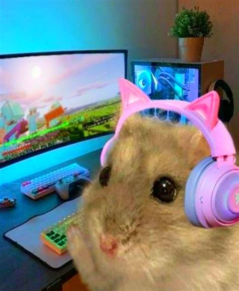 Hamster Meme Funny Pictures Photos Wallpapers