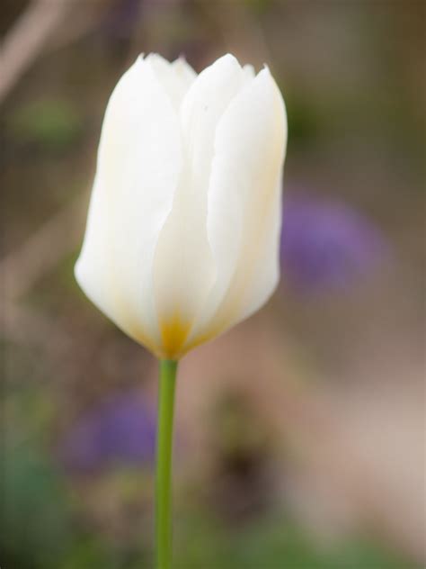 tulip white tulip flower permission    check  flickr