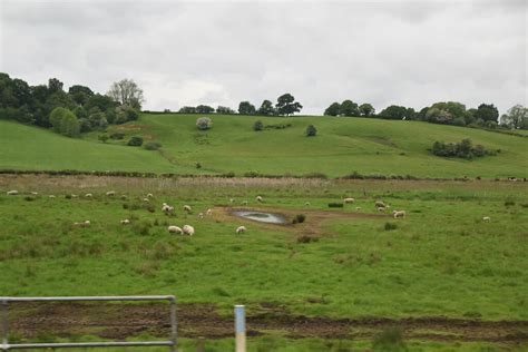 Sheep Grazing Around A Boggy Hollow N Chadwick Cc By Sa