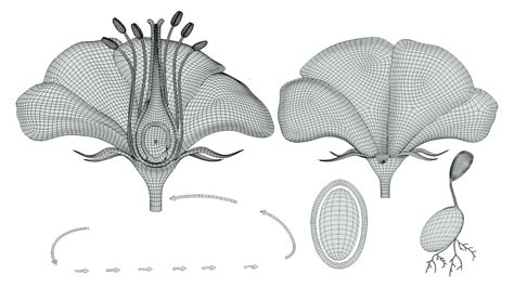 Parts Of A Flower Ovary Stages 3d model