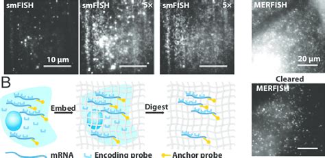 Matrix Imprinting And Clearing Reduces Background In Smfish