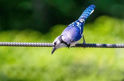 Blue Jay Symbolism: 16 Spiritual Meanings