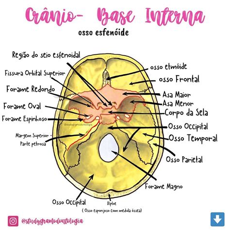 Base Do Cranio Anatomia Fdplearn