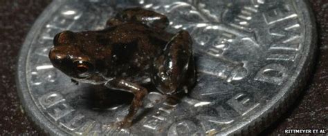 Worlds Smallest Frog Discovered Bbc News