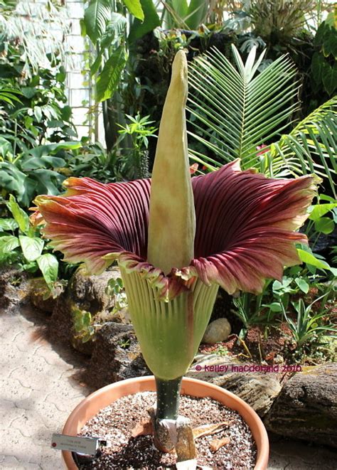 Plantfiles Pictures Titan Arum Bunga Bangkai Corpse Flower