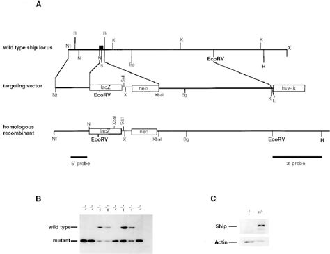 Figure From The Inositol Polyphosphate Phosphatase Ship Is A