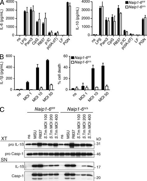 Increased Colon Tumorigenesis In Naip1 6 Mice AOM DSS CAC Model