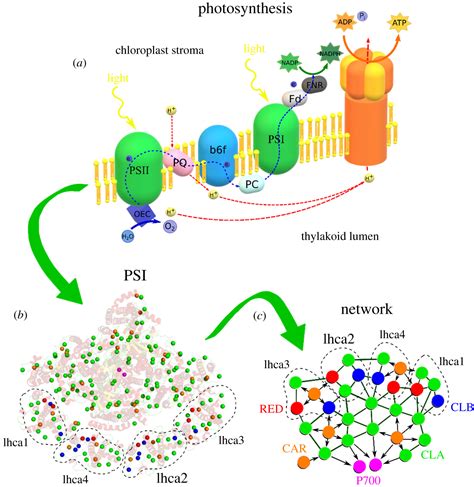 Modelling Photosystem I As A Complex Interacting Network Journal Of