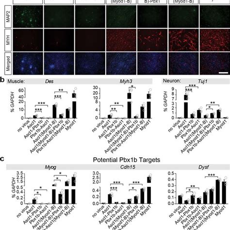 Ascl1 And Myod1 Targeting Is Characterized By Distinct Dna Binding