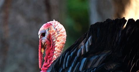 Talking Turkeys: The Story Behind the Bird | WIRED