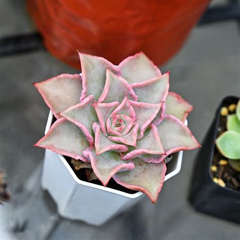 Echeveria Madiba | THE NEXT GARDENER – Thenextgardener