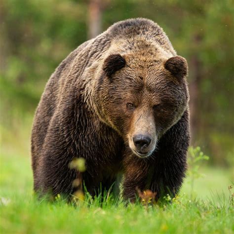 La Historia Real Del Oso Puesto De Coca Na Convertida En Pel Cula