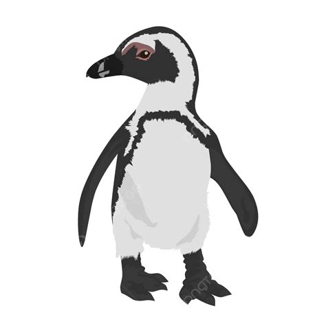 Ilustración De Vector De Pingüino Africano PNG Pingüino Animal