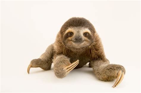 A Brown Throated Three Toed Sloth Bradypus Variegatus At The