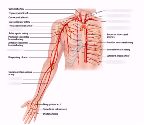 Arteries Of Arm Thorax Diagram Quizlet