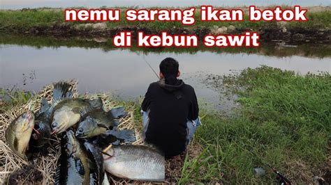 Mancing Ikan Betok Di Kebun Sawit Youtube