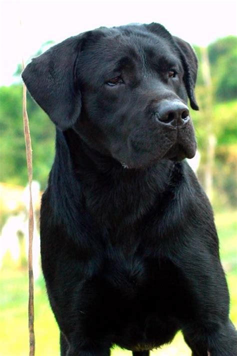 Filhotes De Labrador Em S O Paulo Animais Mascotes