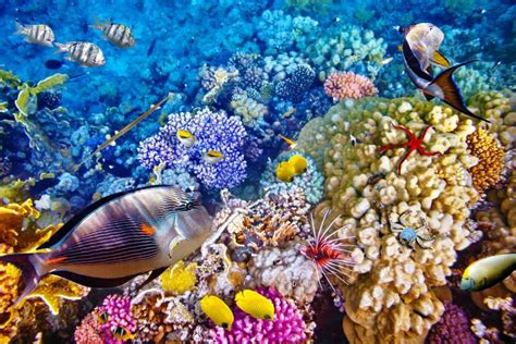 Explorando La Gran Barrera De Coral En Australia