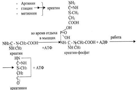 10. Синтез креатина, креатин – фосфата, биологическая роль. Клиническое ...