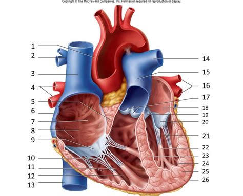 Heart Anatomy Coronary Arteries - Anatomical Charts & Posters