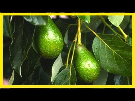 Cultivo Del Aguacate O Palta YouTube