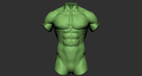 Human Muscular Torso 2019 Model Turbosquid 1440051