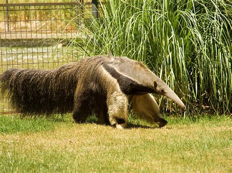 El Oso Hormiguero Características Alimentación Reproducción Y