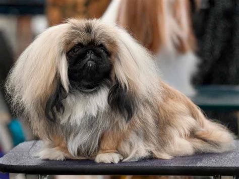 Pasos para el corte de un perro Pekinés, materiales, consejos y más