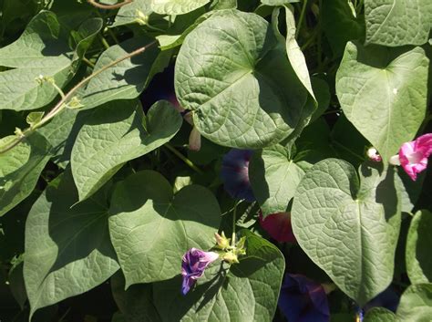 LGBTQ | EastBoston.com