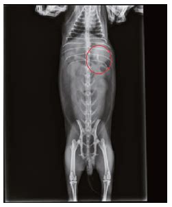 Scielo Brasil Formulation Of Stomach Specific Floating