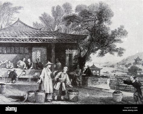 chinese tea plantation  century stock photo alamy